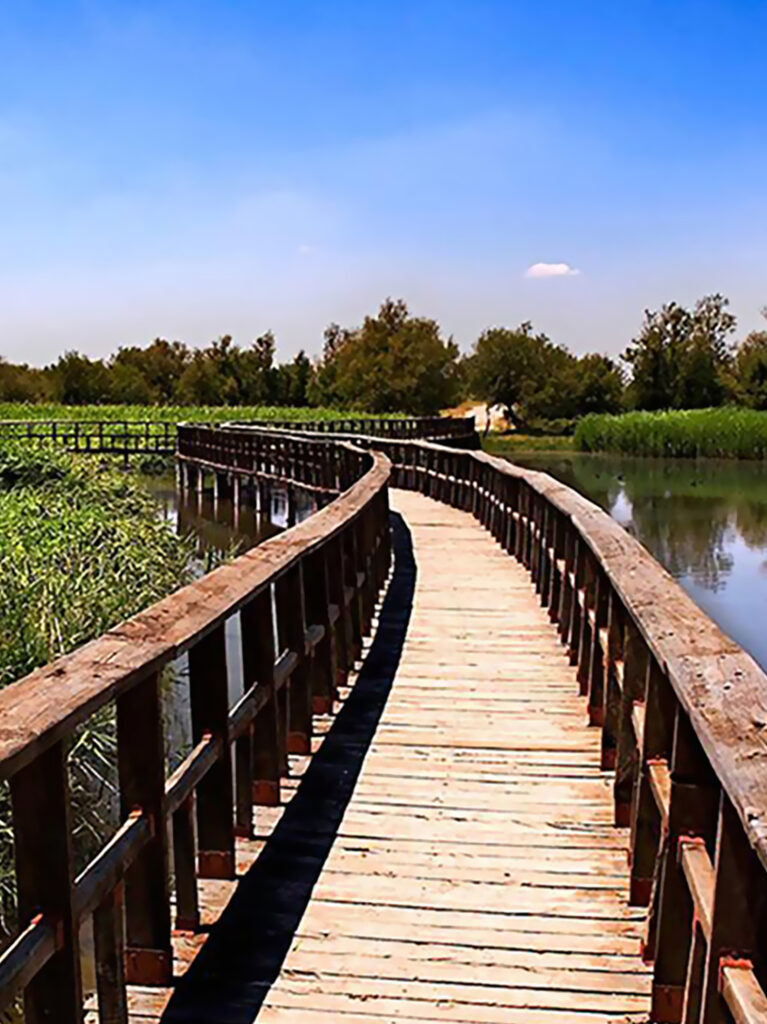 Guided visits to the Tablas de Daimiel National Park.